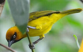 Olive-naped Weaver