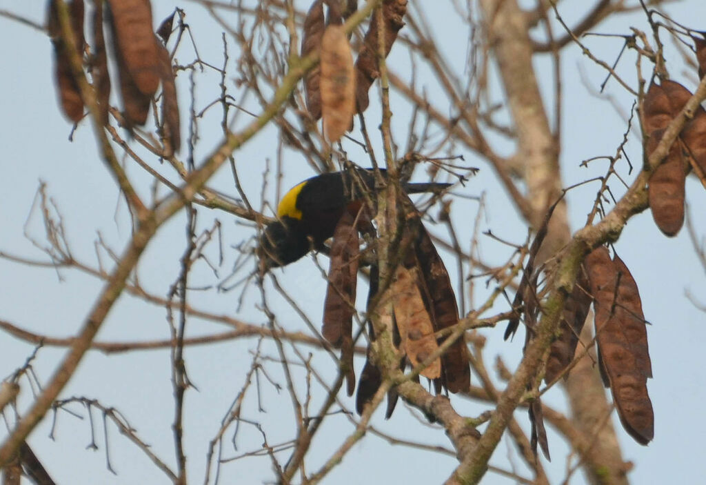 Yellow-mantled Weaveradult