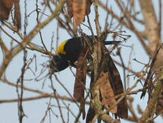 Yellow-mantled Weaver