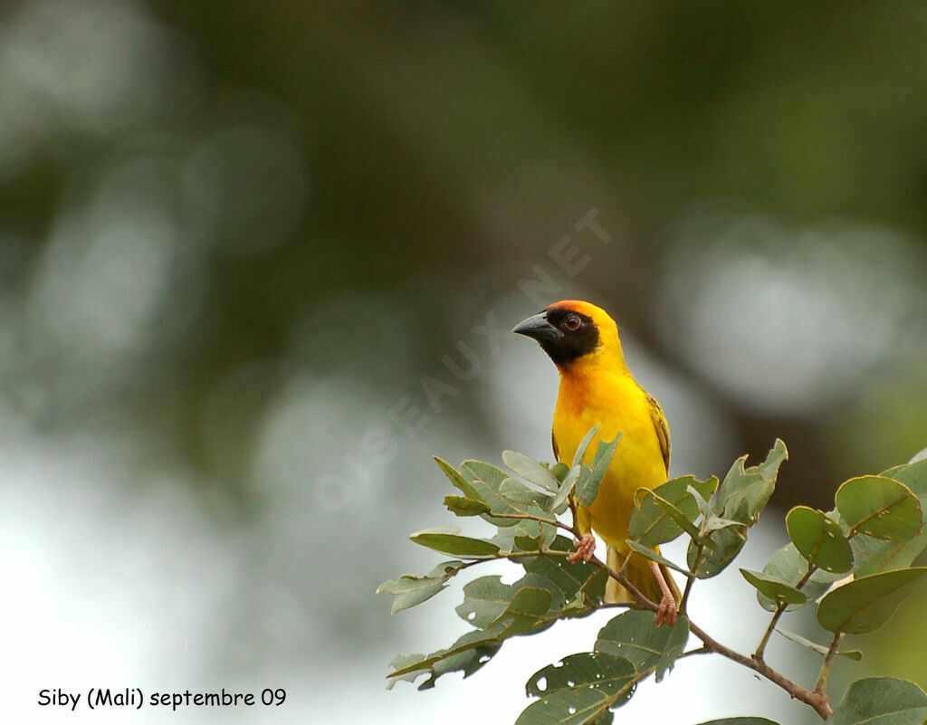 Vitelline Masked Weaver, identification