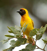 Vitelline Masked Weaver