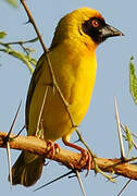 Vitelline Masked Weaver