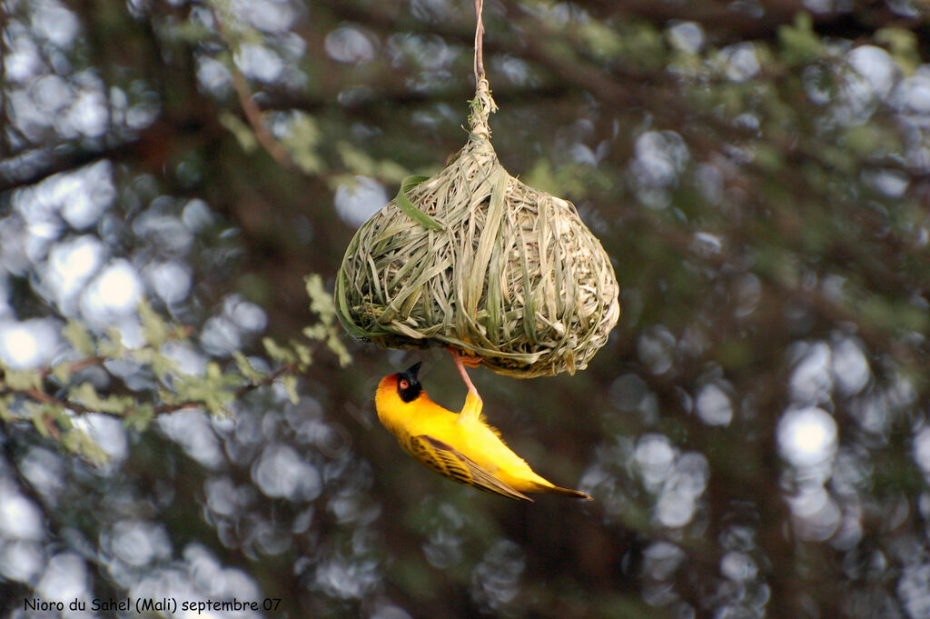 Vitelline Masked Weaveradult breeding