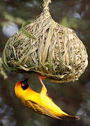 Vitelline Masked Weaver