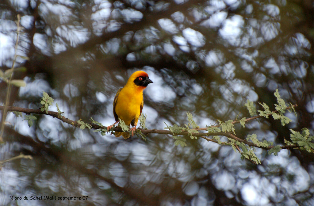 Vitelline Masked Weaver