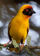 Vitelline Masked Weaver