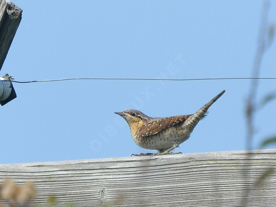 Torcol fourmilieradulte