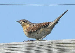 Eurasian Wryneck