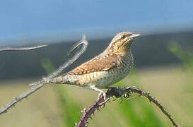 Eurasian Wryneck