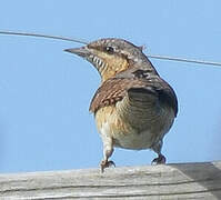 Eurasian Wryneck