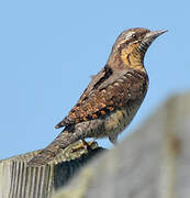 Eurasian Wryneck