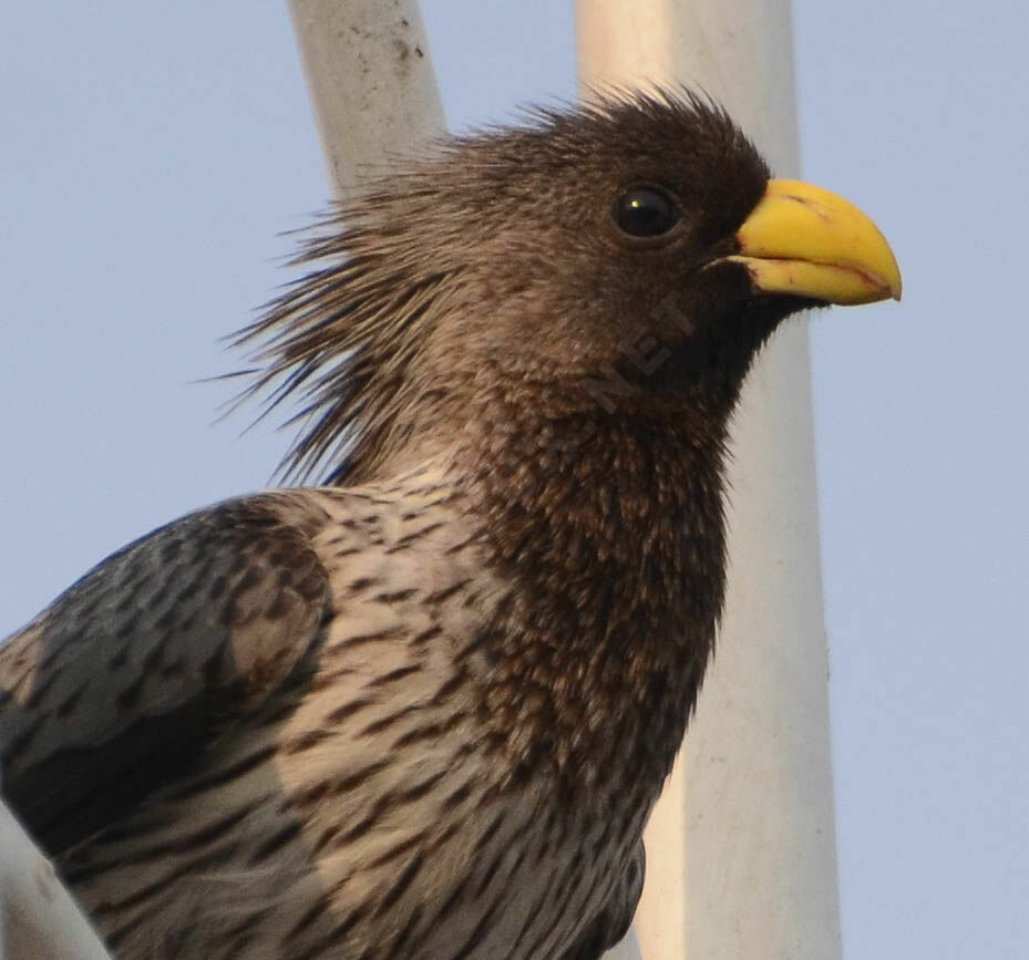 Western Plantain-eateradult, identification