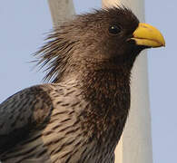 Western Plantain-eater