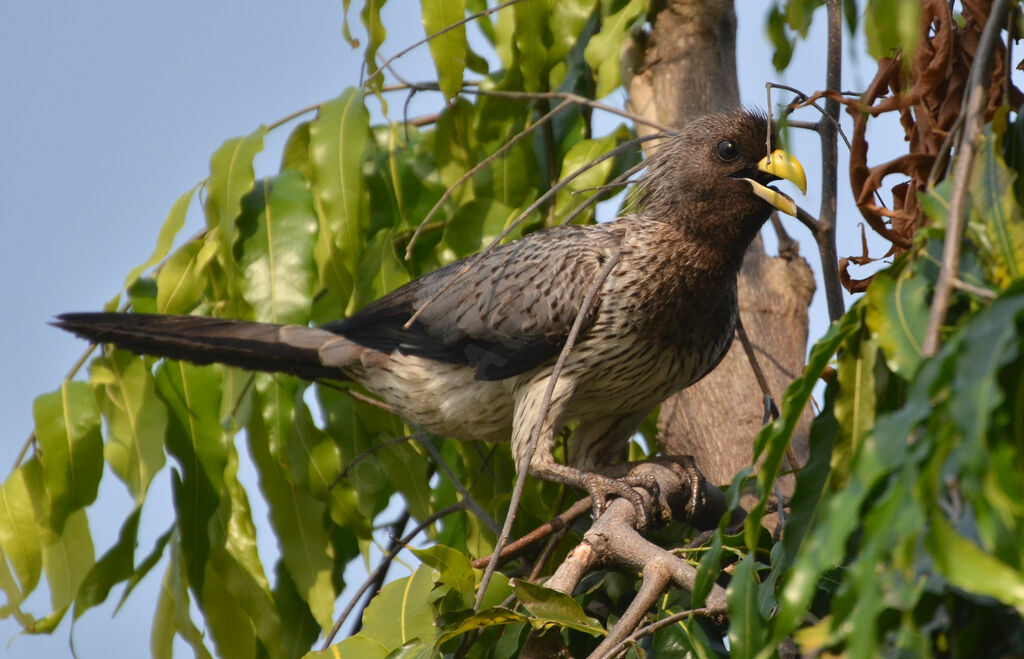 Western Plantain-eateradult, identification