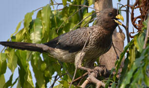 Western Plantain-eater