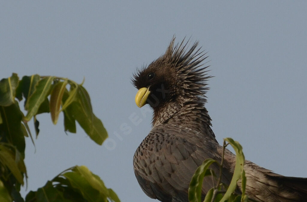 Touraco grisadulte, portrait