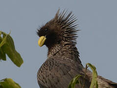 Western Plantain-eater