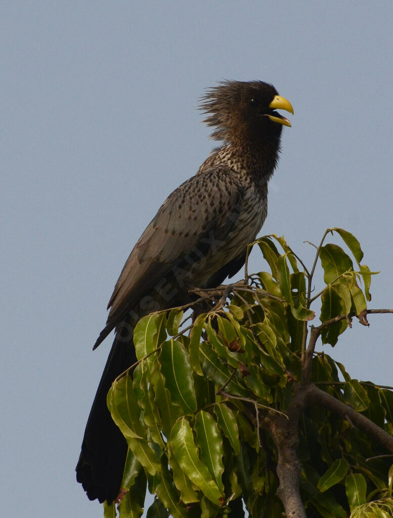 Western Plantain-eateradult, identification