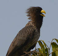 Western Plantain-eater