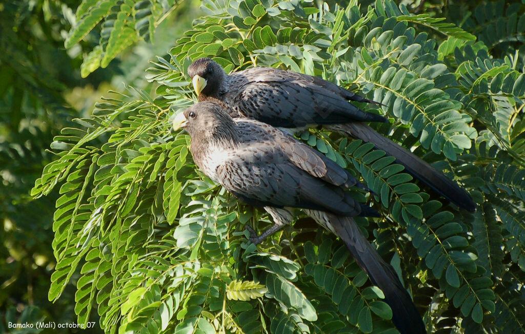 Western Plantain-eateradult