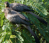 Western Plantain-eater