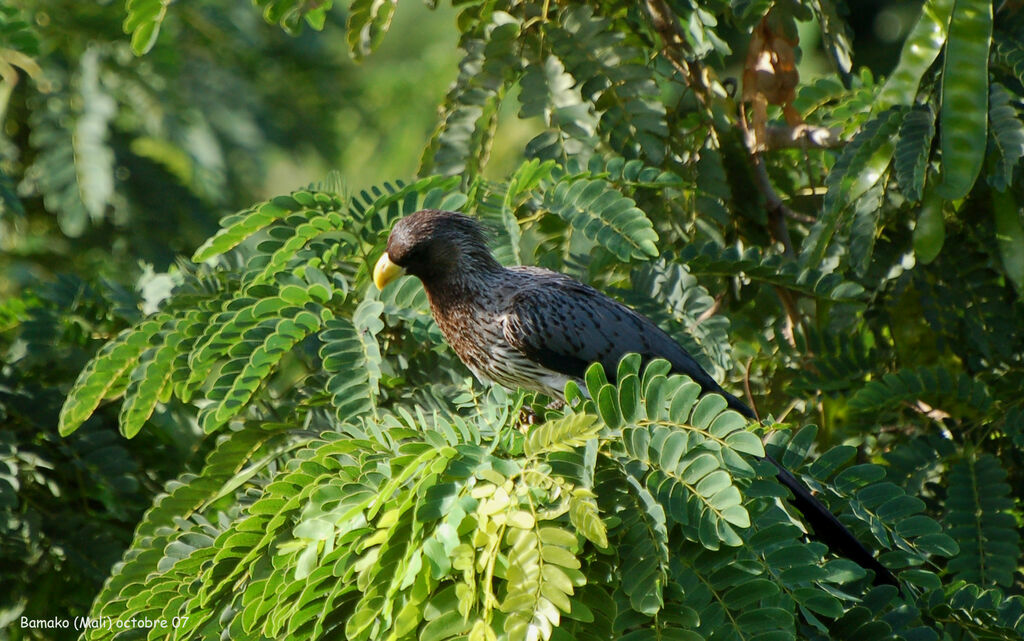 Western Plantain-eateradult