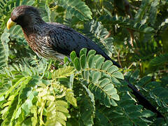 Western Plantain-eater