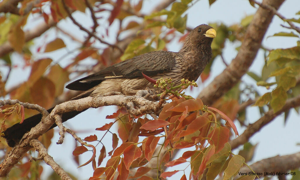 Western Plantain-eater