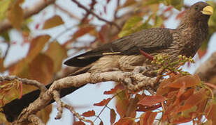 Western Plantain-eater