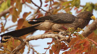 Western Plantain-eater