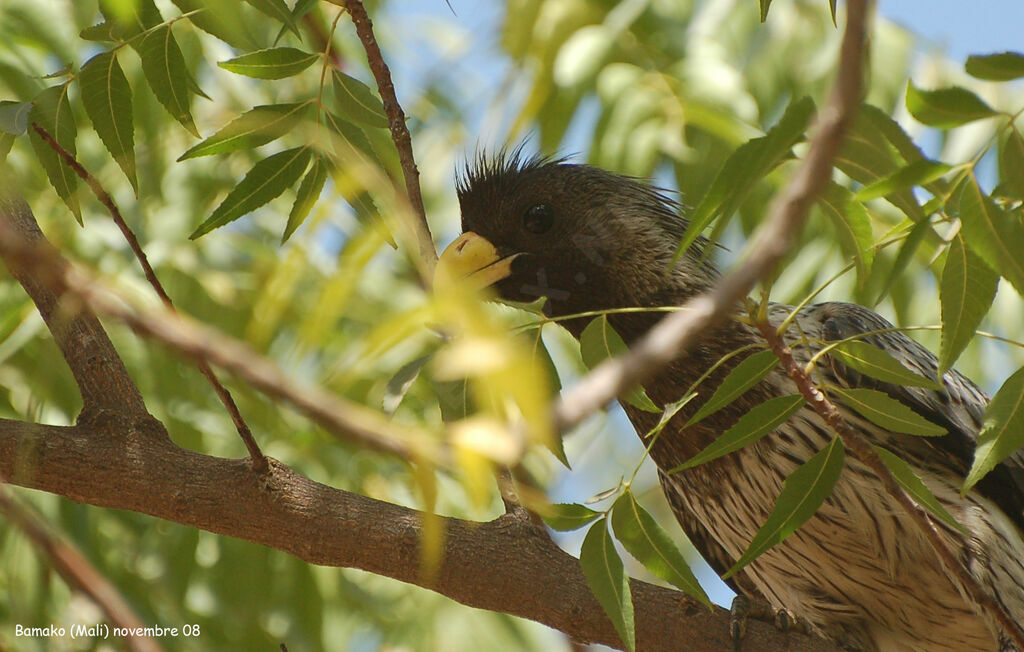 Western Plantain-eateradult