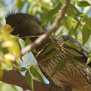 Western Plantain-eater