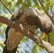 Western Plantain-eater