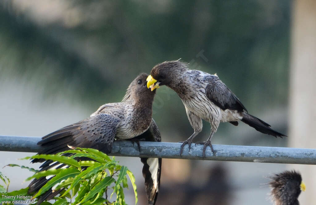 Western Plantain-eateradult, Behaviour