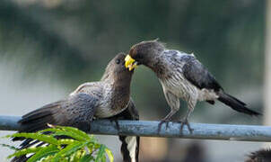 Western Plantain-eater