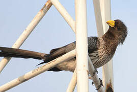 Western Plantain-eater