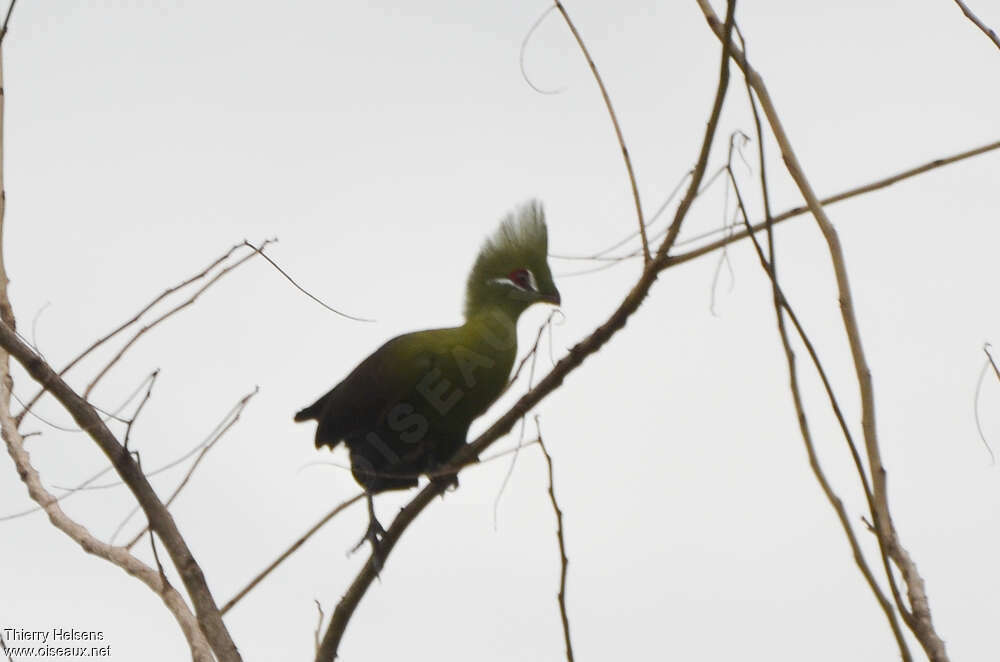 Touraco vertadulte, identification