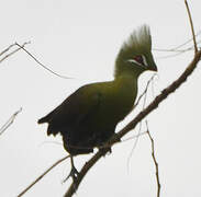 Guinea Turaco