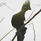 Touraco vert