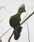 Guinea Turaco