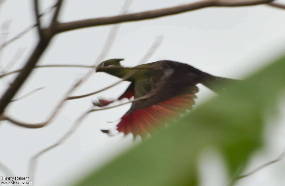 Guinea Turacoadult, pigmentation, Flight