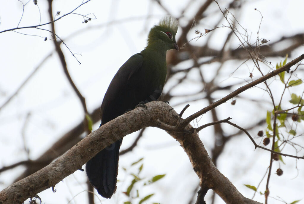 Touraco vertadulte, identification