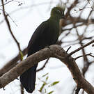Touraco vert