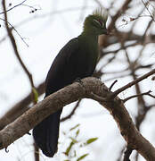 Touraco vert