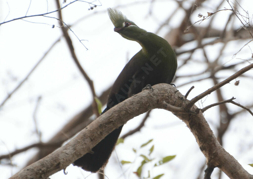 Touraco vertadulte, identification