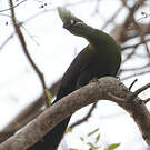 Touraco vert