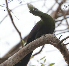 Touraco vert