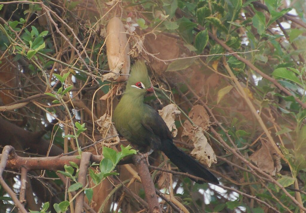 Touraco vertadulte, identification