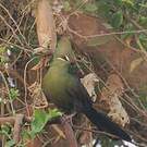 Touraco vert