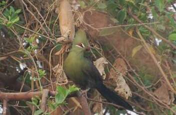 Touraco vert